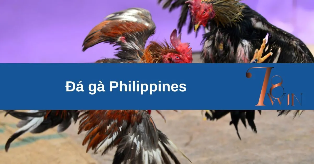 Đá gà Philippines